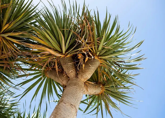 Willa Drago By Agm *